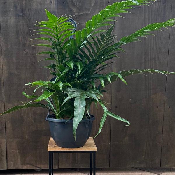 観葉植物：アグラモルファ コロナンス*カザリシダ 8号吊り