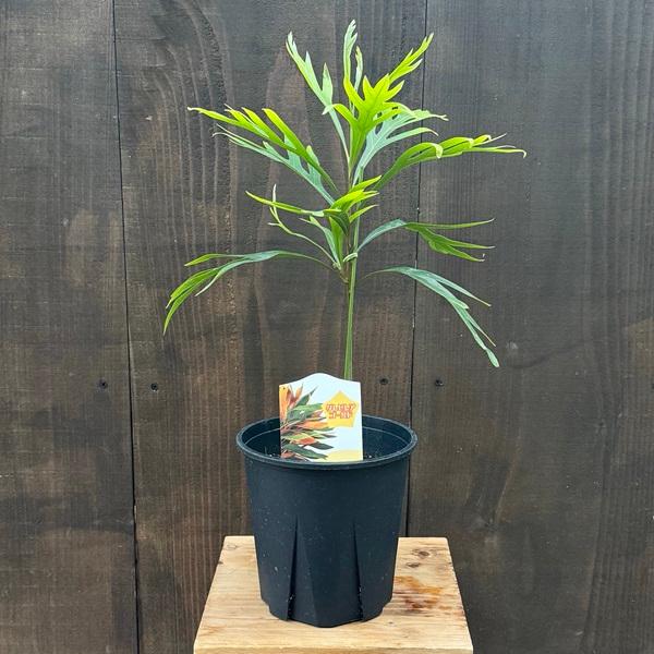 花苗 観葉植物：グレビレア ゴールド*5号 バイレヤナ : 遊恵盆栽 Yahoo