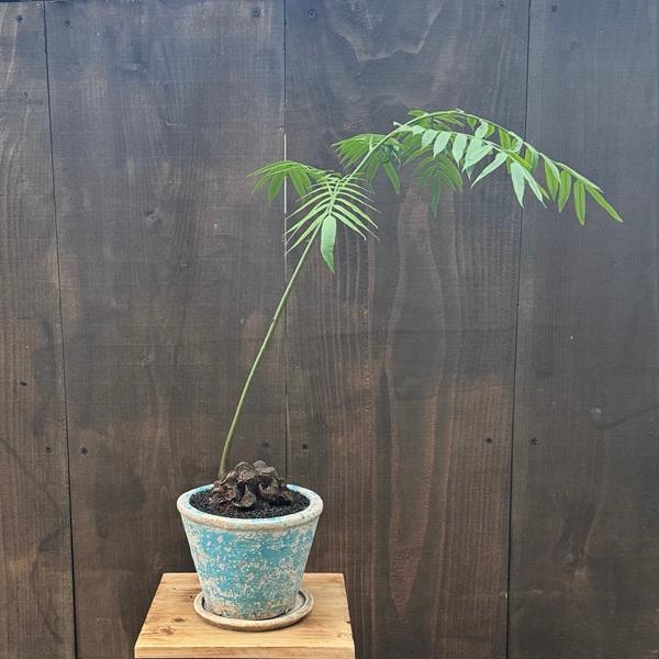 観葉植物 鉢色選べます：リュウビンタイ 鉢植え*受皿付 シダ植物