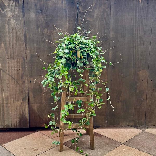 ホヤ　マチルダ　植え木鉢ごと ホヤ マチルダ 植え木鉢ごと