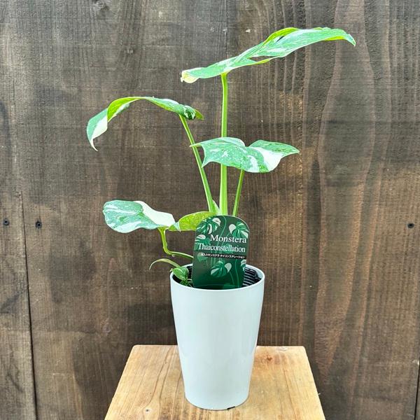 モンステラデリシオーサ タイコンステレーション 陶器鉢植え