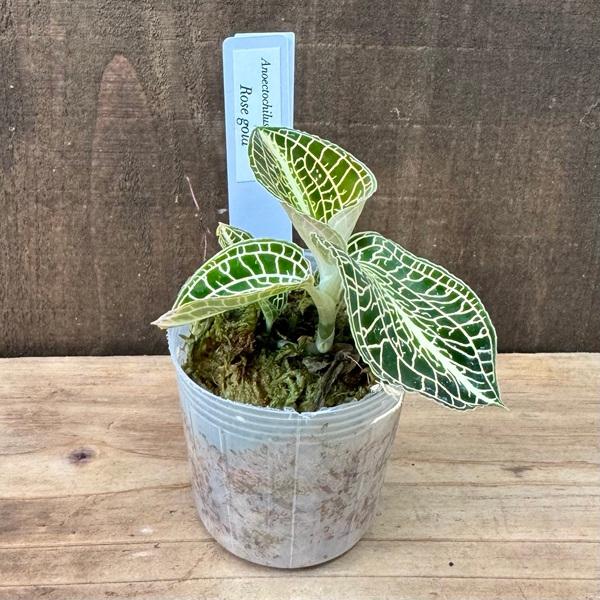 観葉植物：アネクトキルス ローズゴールド*2号 アノエクトチルス