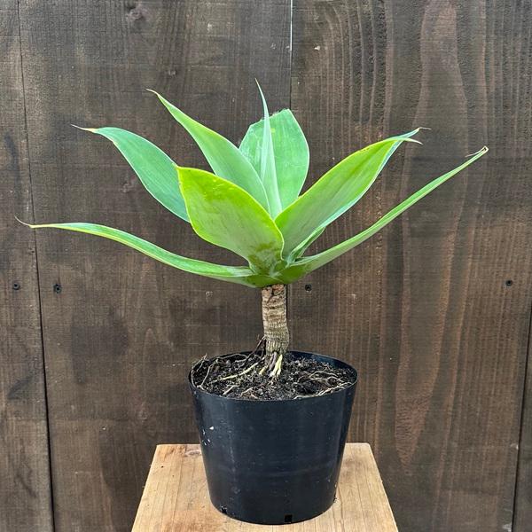 観葉植物：アガベ アテナータ*5号プラポット : 遊恵盆栽 Yahoo!店