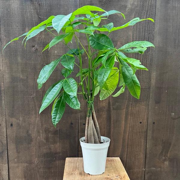 おしゃれ 観葉植物：パキラ*4号 白プラポット : 遊恵盆栽 Yahoo!店
