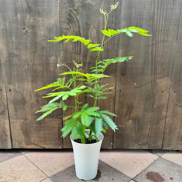 観葉植物：エバーフレッシュ*6号プラポット ネムノキ ねむの木