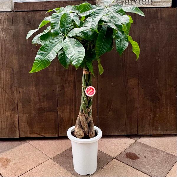 観葉植物：三つ編みパキラ*7号プラポット 大型ヤマト便配送 : 遊恵盆栽