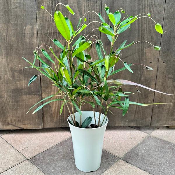 クロトン　苗木 観葉植物：クロトン トビバ*6号 プラポット : 遊恵盆栽 Yahoo!店