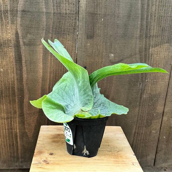 おしゃれ 観葉植物：ビカクシダ コウモリラン グランデ*4号 : 遊恵盆栽
