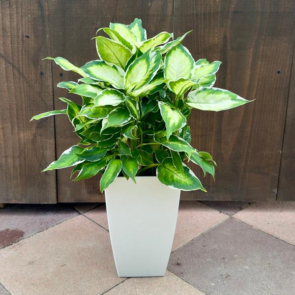 ディフェンバキア　月光　7号 ディフェンバキア・ティキ 7号 - 植物と暮らす m-plant