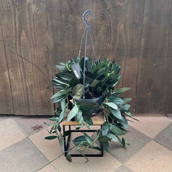 おしゃれ 観葉植物：スキンダプサス トレビー ブラック*7号吊り