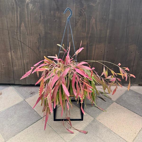 特大 リプサリス ラムローサ 8号 吊り鉢 観葉植物：リプサリス ラムローサ*7号吊り鉢 : 遊恵盆栽 Yahoo!店