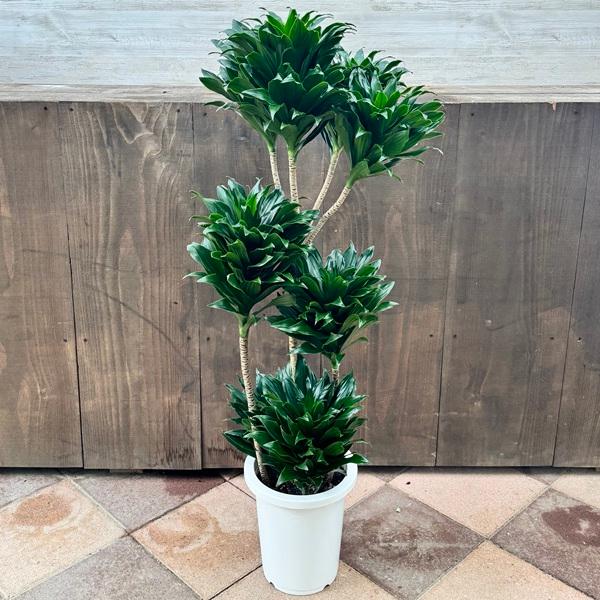 観葉植物：ドラセナ コンパクタ*8号プラポット 大型ヤマト便配送
