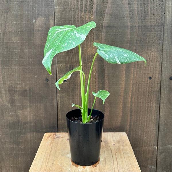 3*n様 【6号ロング鉢植え替え済み活着】モンステラ　タイコンステレーション　バ おしゃれ 観葉植物：モンステラ タイコンステレーション*3号