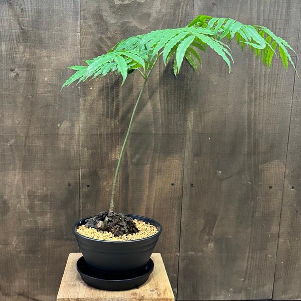 観葉植物：リュウビンタイ セラアート黒鉢*受皿付 : 遊恵盆栽 Yahoo!店