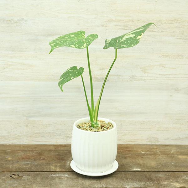 おしゃれ 観葉植物：モンステラ タイコンステレーション 鉢植え*受皿付