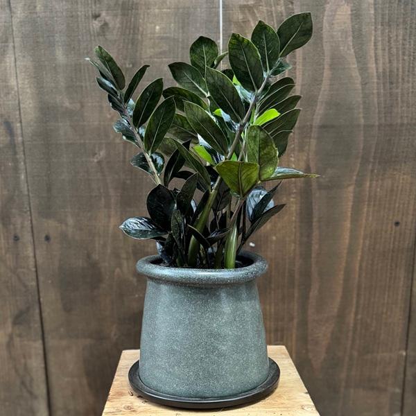 観葉植物：金銭樹 ザミオクルカス レイヴン 鉢植え*受皿付 富士砂飾り