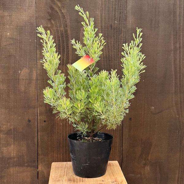 オージープランツ ガーデン 観葉植物：アデナンサス カミングハニー*5