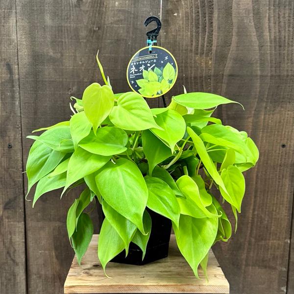 おしゃれ 観葉植物 ：オキシカルジウム ネオン*フィロデンドロン