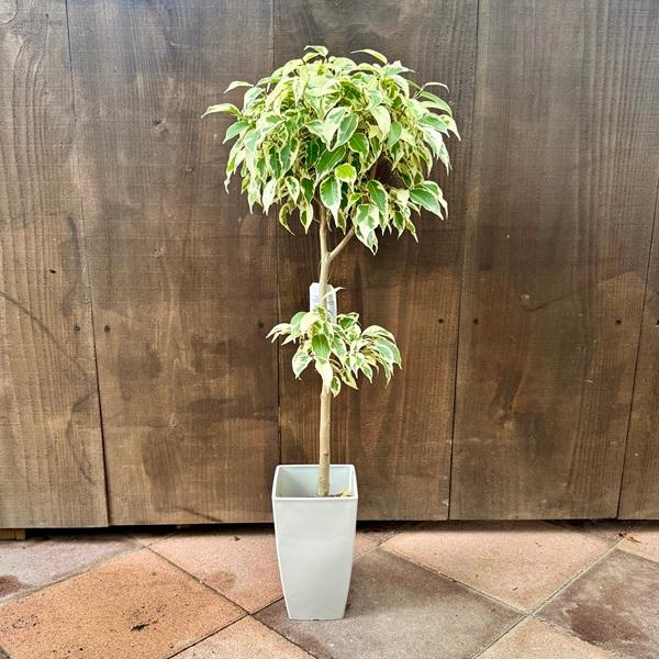 観葉植物：フィカス ベンジャミン スターライトビューティー* : 遊恵