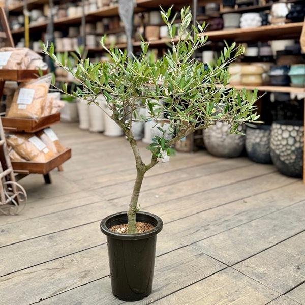 ［現品］30番　創樹　オリーブ　ネバディロブランコ　6号　オリーブの木　おしゃれ 観葉植物 おりーぶ SOUJU（創樹）ブランド：オリーブの木*3号
