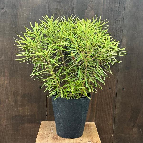 観葉植物 鉢花 苗：バンクシア スピヌロサ*ヘアピンバンクシア 5号