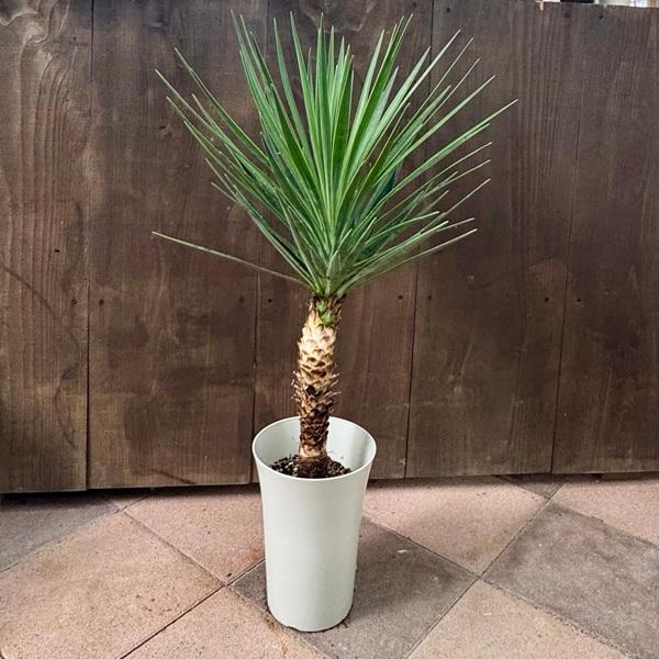 観葉植物：ユッカ アロイフォリア*プラポット : 遊恵盆栽 Yahoo!店 