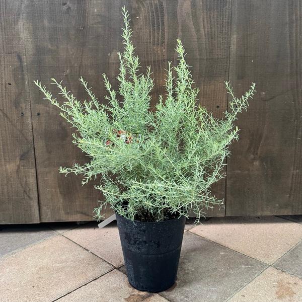 花苗 観葉植物：グレビレア イルミナ*6号 オージープランツ Grevillea