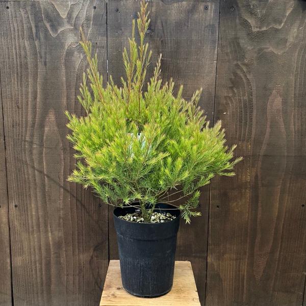 観葉 苗 花苗 鉢花：メラレウカ メディカルティーツリー*6号 Melaleuca