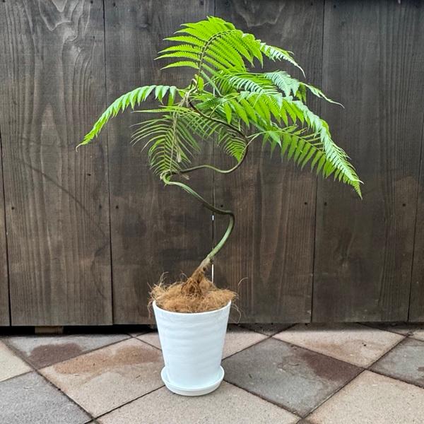 観葉植物 キンモウコウ：ゴールデンモンキー タカワラビ*金毛狗 6号