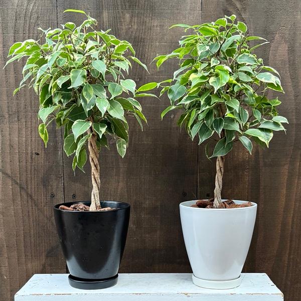 観葉植物 鉢色選べる フィカス：ねじり ベンジャミン プリンセス