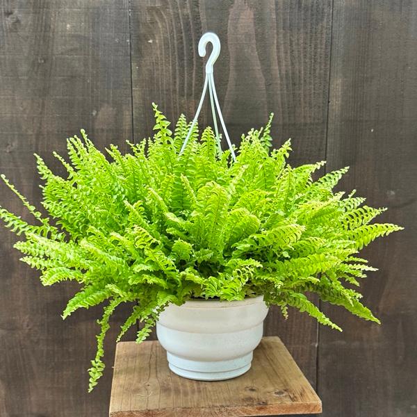 観葉植物：ネフロレピス　シダ　ツデー*6号吊り鉢