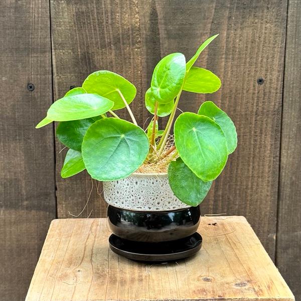 ピレア・ペペロミオイデス 白鉢 ピレア・ペペロミオイデス 白鉢 ピレア・ペペロミオイデス 白鉢