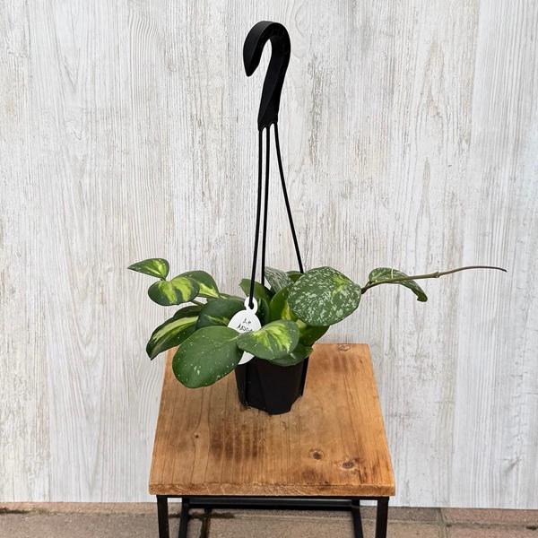 観葉植物 品種選べる：ホヤ 各種*3.5号 吊り鉢 : 遊恵盆栽 Yahoo!店