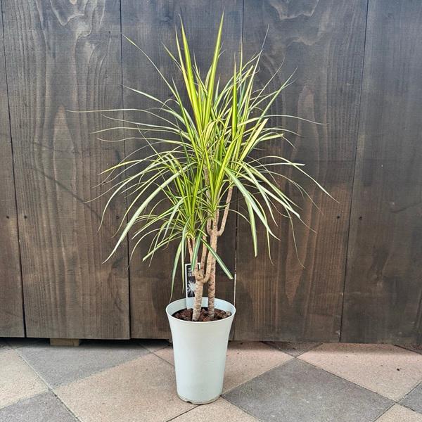 現品］#【希少】#ドラセナ　#マジナータゴールド　　#観葉植物　#レア bf502b716d10b5e2449d29c30419ef