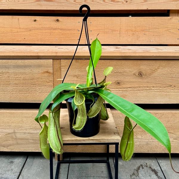 希少品種 観葉植物 食虫植物：ウツボカズラ ネペンテス ルイーザ 吊り
