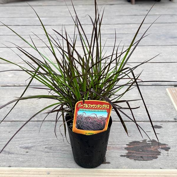 観葉植物 苗 グランドカバー グラス：ペニセタム パープルファウンテン