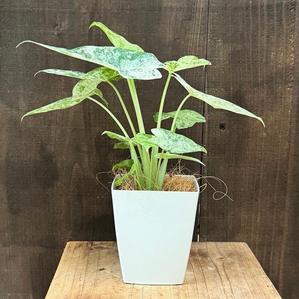 観葉植物：アロカシア オドラ バリエガータ*プラポット ココヤシ