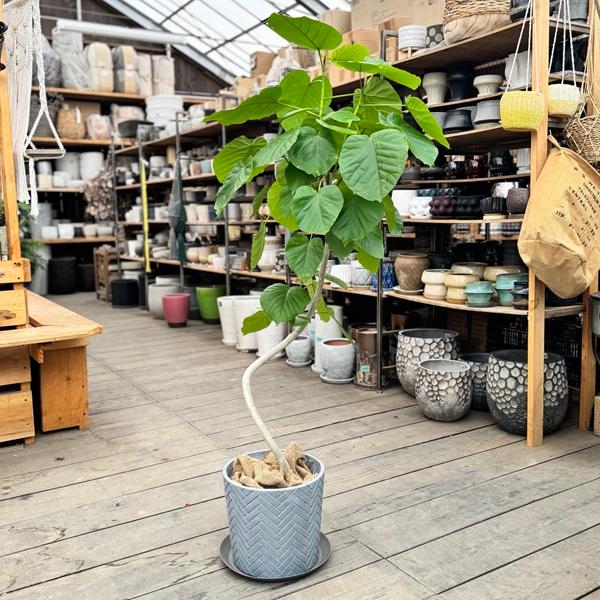 フィカス ウンベラータ ファイバー鉢 お皿付き フィカス ウンベラータ ファイバー鉢 お皿付き 現品］6番