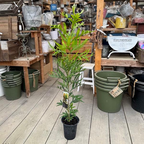 花苗 観葉植物：グレビレア ゴールド*6号 バイレヤナ バイレアナ