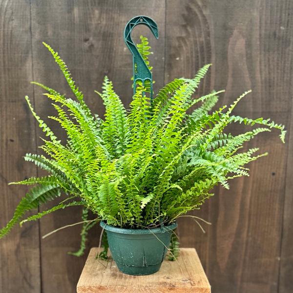観葉植物：ネフロレピス モンタナ*5号吊り鉢 : 遊恵盆栽 Yahoo!店