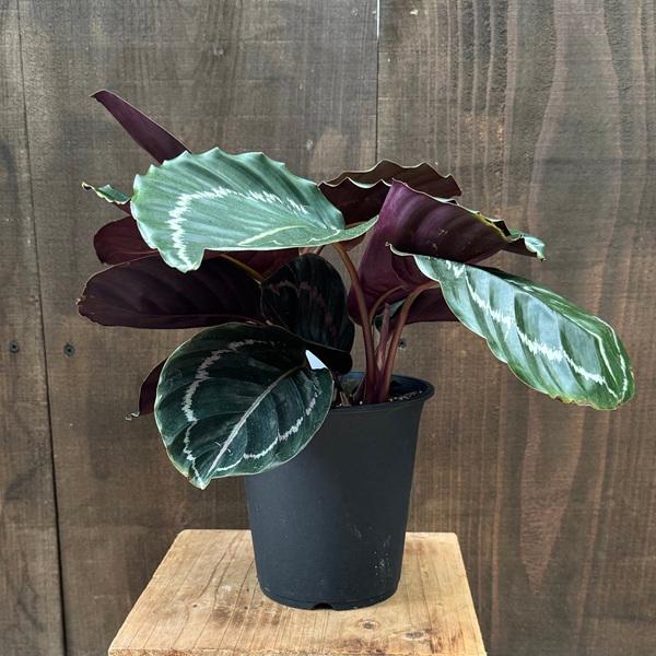観葉植物：カラテア ヴェイチアナフック*5号プラポット : 遊恵盆栽