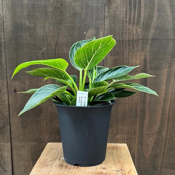 おしゃれ 観葉植物：フィロデンドロン バーキン*5号 プラポット : 遊恵