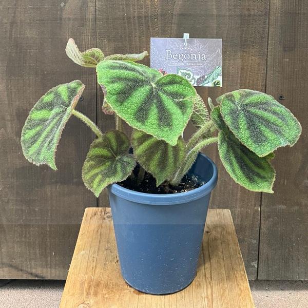 おしゃれ 観葉植物：ベゴニア マッソニアナマクラータ*Begonia