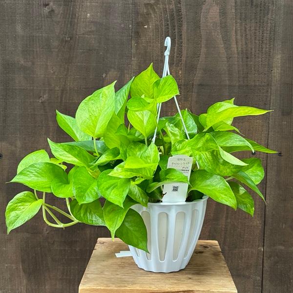 おしゃれ 観葉植物：ポトス テルノムーンライト*5号 吊り鉢