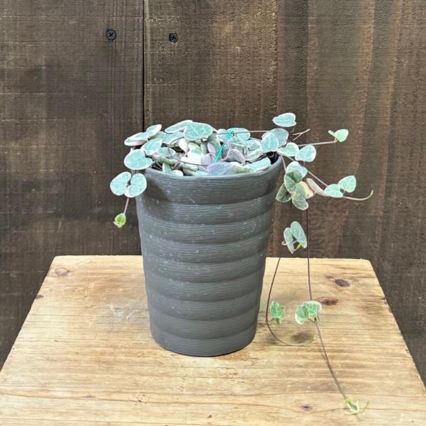 おしゃれ 観葉植物：ハートカズラ レディハート*プラポット : 遊恵盆栽