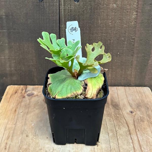 ビカクシダ リドレイ　シルベリードワーフ　益子焼鉢入り　4号 ビカクシダ リドレイ ドワーフ シルベリー | GREEN LUCK