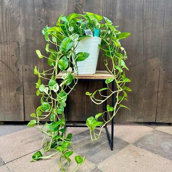 ポトス グローバル　観葉植物 寄せ植え　アウトドア おしゃれ 観葉植物：ポトス 寄せ植え*6号 セラアート エンジョイ