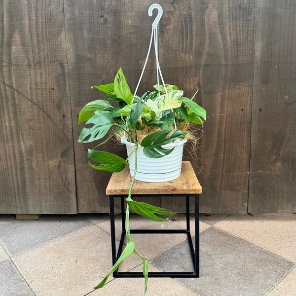 エピプレナムピナツム 観葉植物：エピプレナムピナツムマーブル*6号 吊り鉢 ハブカズラ