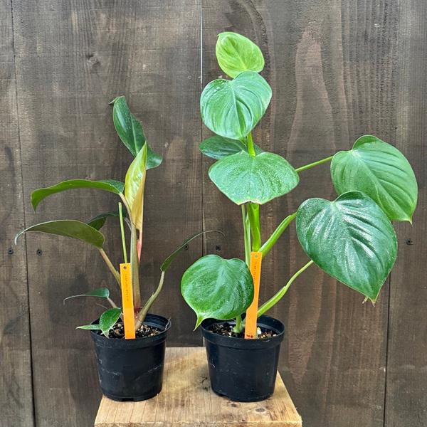 科目：サトイモ科／属名：フィロデンドロン属／非耐寒性多年草／耐寒温度5℃（環境・生育状況により変わります）撮影：10月※写真は見本となります。樹形やボリュームなど多少異なります。※植物ですのでお届け時期により状態は変わります。※鉢の色や形状...