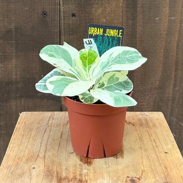 おしゃれ 観葉植物：カシワバゴムの木 斑入り*4号 プラポット : 遊恵